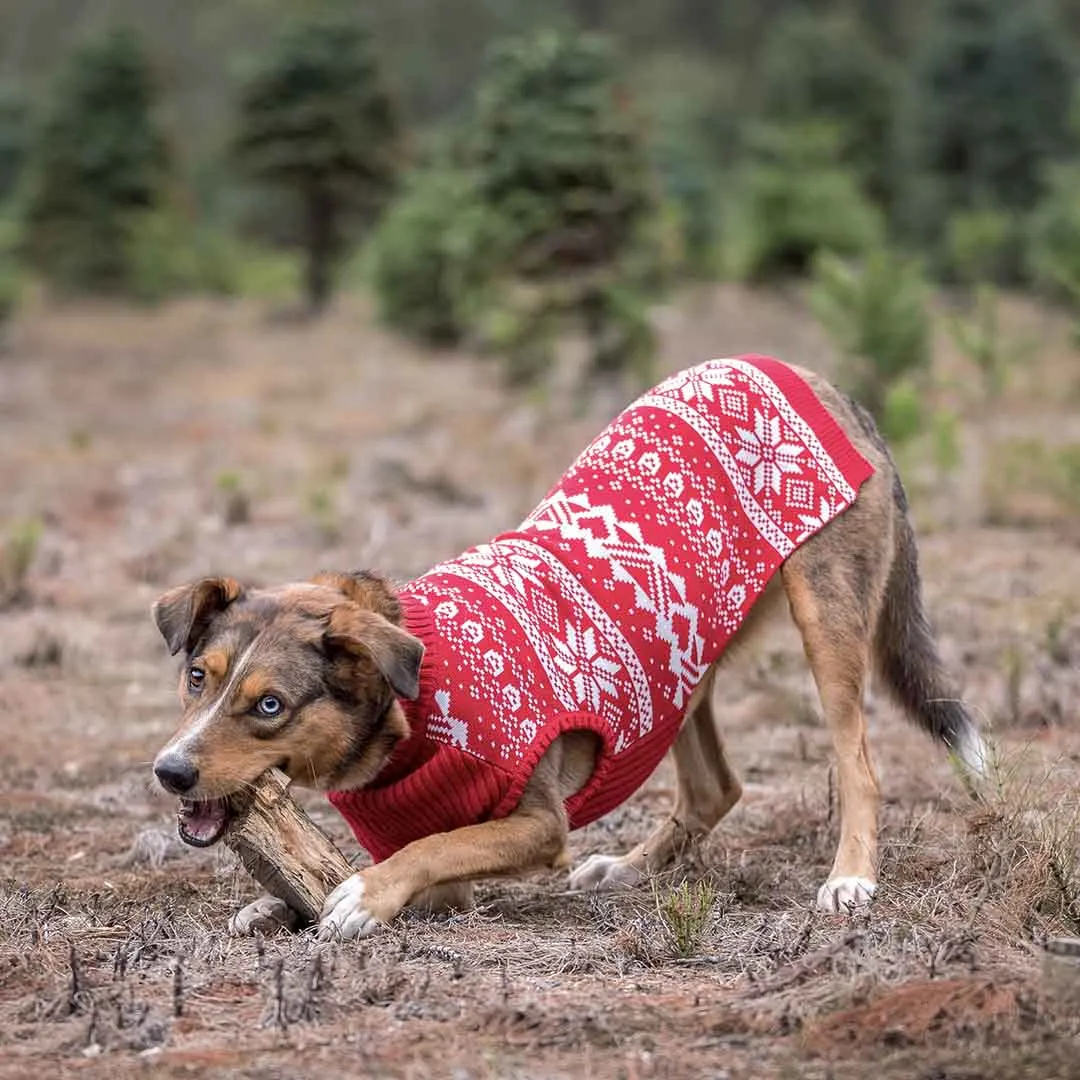 Holiday Family Matching Sweater in True Red